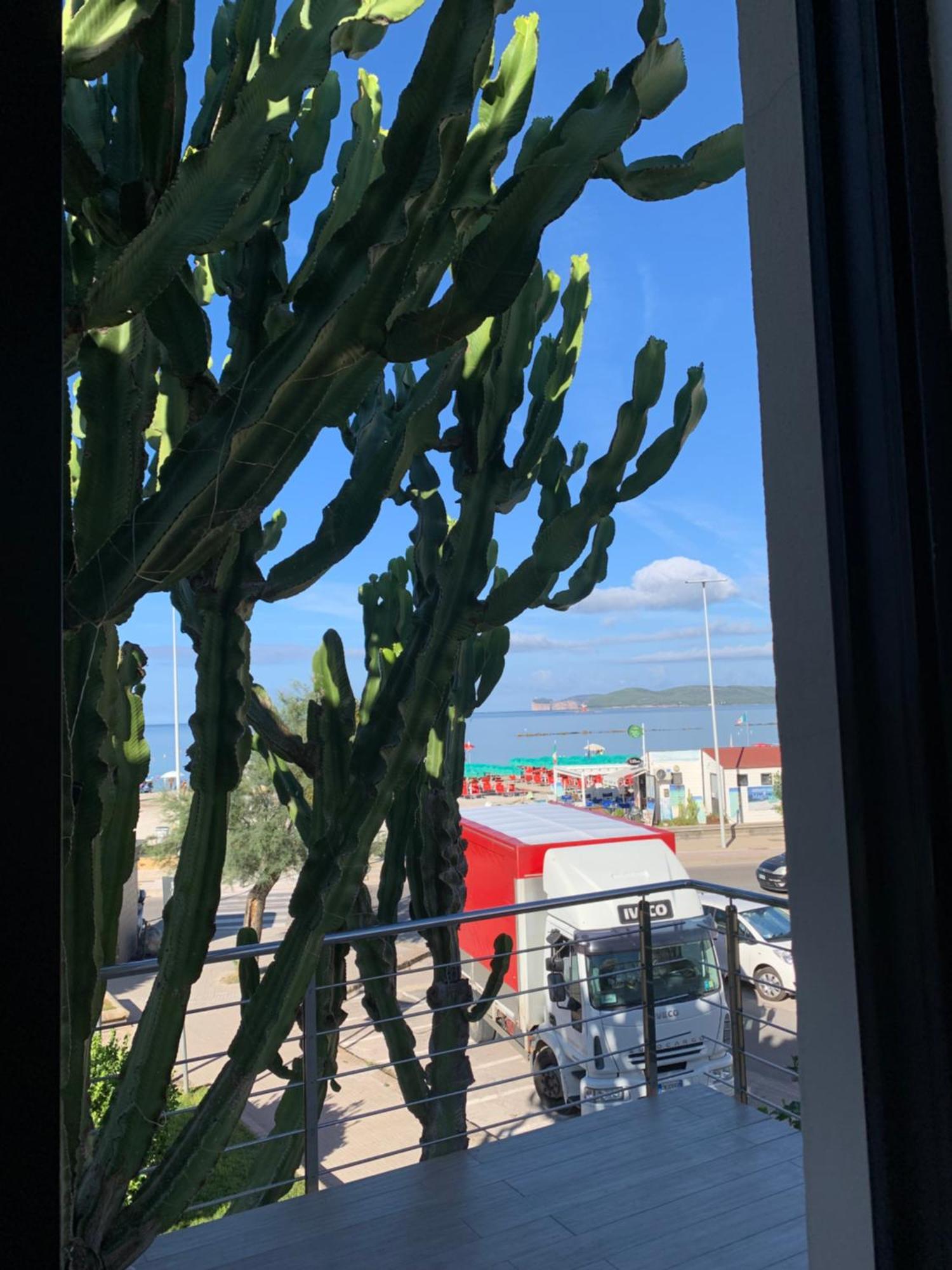 Cactus On The Alghero